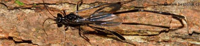 Photo d'un p�l�cinide (Pelecinus polyturator)