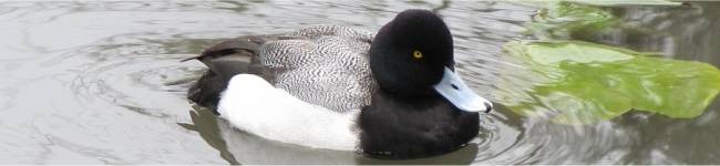 Photo de petit fuligule