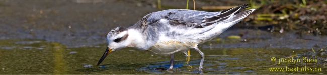 Phalarope � bec large