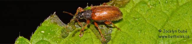 Charan�on � �tuis fauves (Phyllobius oblongus)