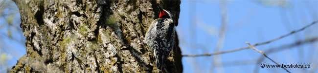 Photo de pic macul�