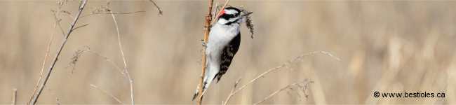 Photo d'un pic mineur