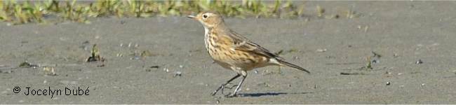 Photo de pipit d'Am�rique