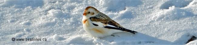Photo d'un plectrophane des neiges