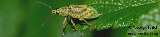 Photo d'insecte du genre Polydrusus