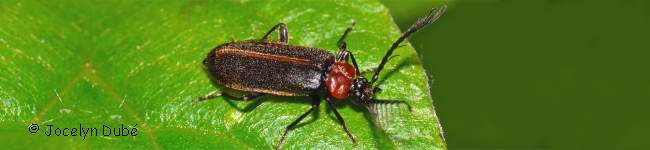 Photo d'insecte de la famille Pyrochro�des (Pyrochroidae)