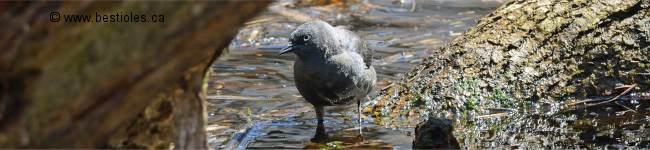Photo de quiscale rouilleux