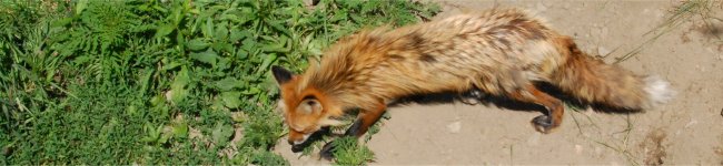 Photo de renard roux