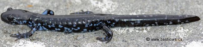Photo d'urod�le (salamandre � points bleus)