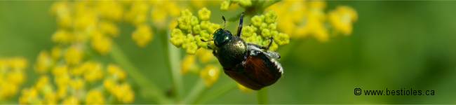 Photo d'un scarab�e