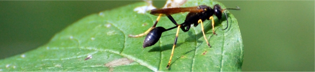 Photo de sceliphron ou p�lop�e ma�onne