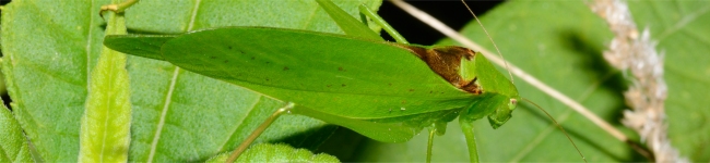 Photo d'un tettigonies (Tettigoniidae)