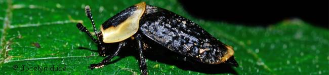 Photo d'un silphe (Silphidae)