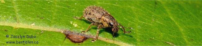 Photo de sitone (sitona hispidulus)