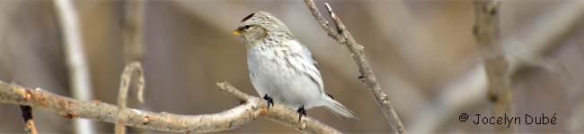 Photo de sizerin blanch�tre