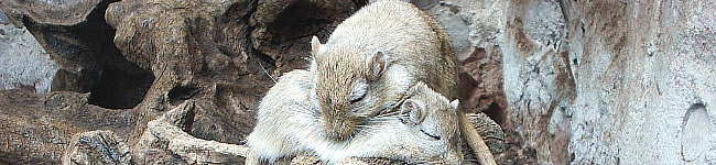 Souris
