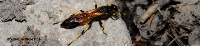 Photo d'un insecte de la famille des sph�cid�s