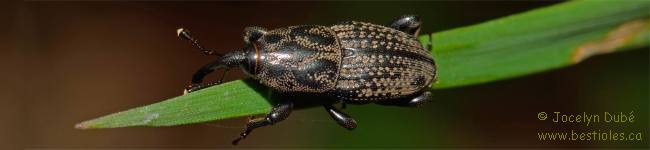 Photo d'insecte du genre Sphenophorus