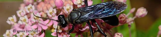 Photo d'un insecte du genre Sphex (sphex pensylvanicus)