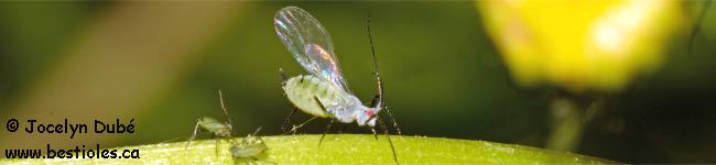 Photo d'un insecte du sous-ordre des Sternorrhyncha