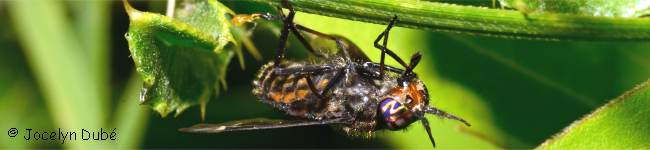 Photo d'une mouche de la famille des Tabanid�s (Tabanidae)