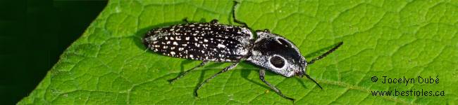 Photo d'un Taupin grand ocelle