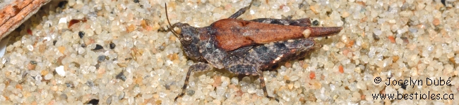 Photo d'un tetrigid�s (Tetrigidae)
