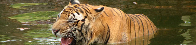 Photo d'un tigre