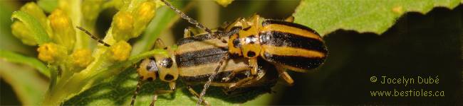 Chrysom�le ray�e de la verge d'or (Trirhabda virgata)