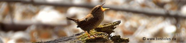 Photo d'un troglodyte mignon ou des forets