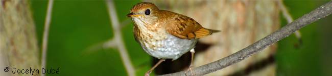 Photo d'oiseau de la famille des Turdid�s (Turdidae)