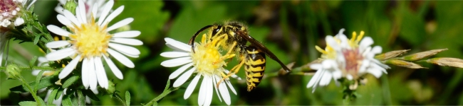 Photo d'un insecte des vespid�s - Vespula germanica