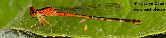 Zygopt�re - Zygoptera