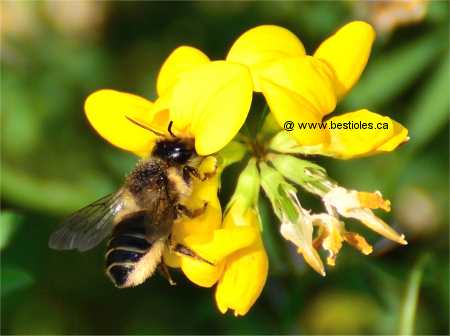 Photo d'une abeille d�coupeuse qui butine une fleur