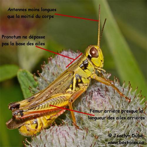 Photo d'un criquet de la famille des Acridid�s (Acrididae)