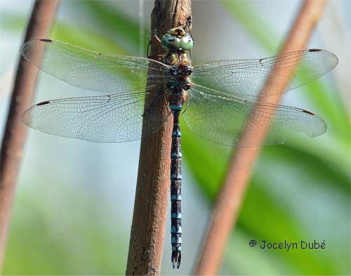 Photo d'Aeshne du Canada (Aeshna canadensis)