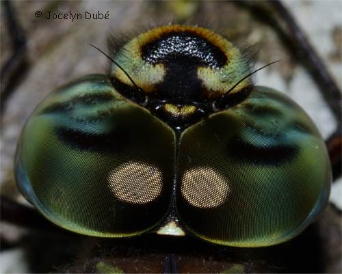 Aeshnidae
