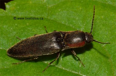 Photo d'un taupin fard� (Agriotes fucosus)