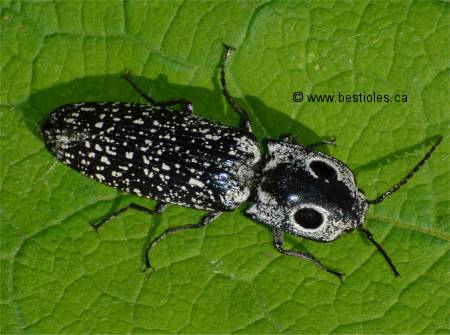Photo de taupin grand-ocelle (Alaus oculatus)