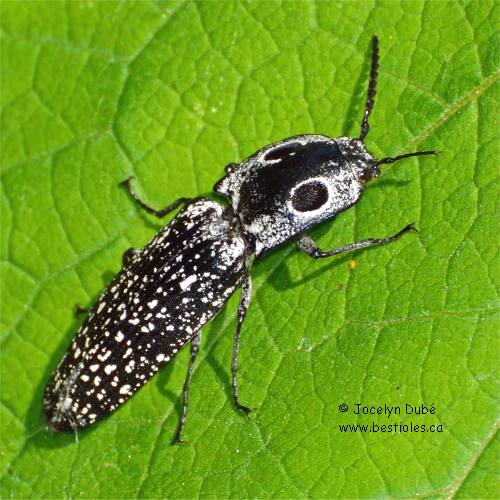 Photo d'un taupin grand-ocelle (Alaus oculatus)