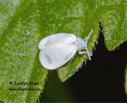 Alerode (Aleyrodidae)