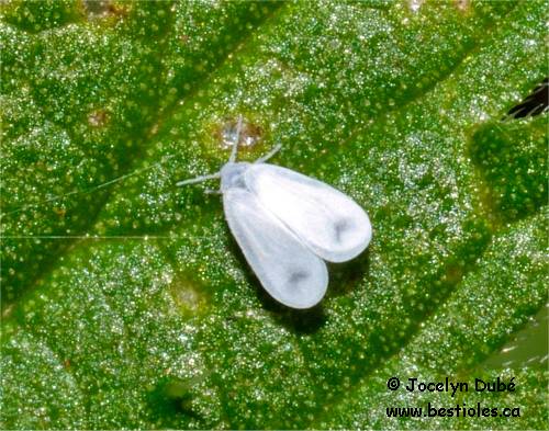 Aleurodes (Aleyrodoidea)