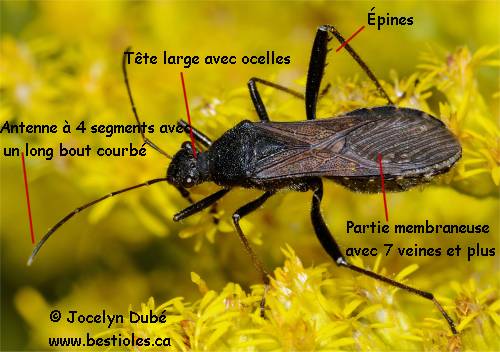 Punaise de la famille des Alydid�s (Alydidae)