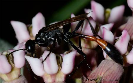 Photographie d'Ammophile (Ammophila)