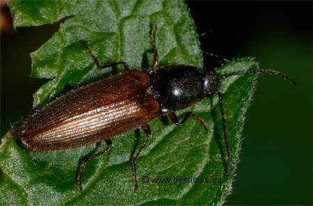 Photo de Ampedus mixtus