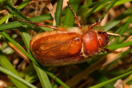 Photo d'hanneton de mai (Amphimallon majale)