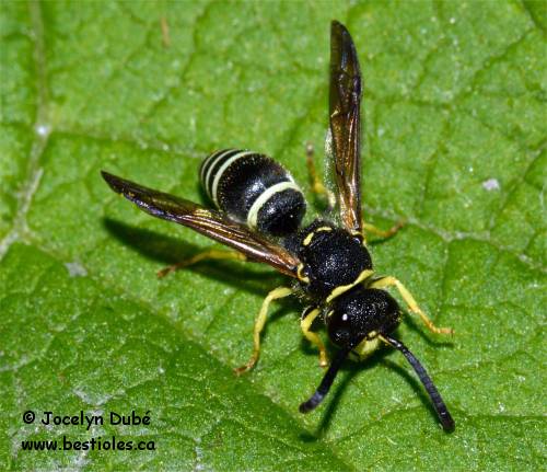 Photo de Ancistrocerus antilope