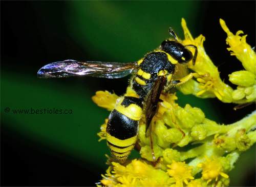 Photo de Ancistrocerus gazella