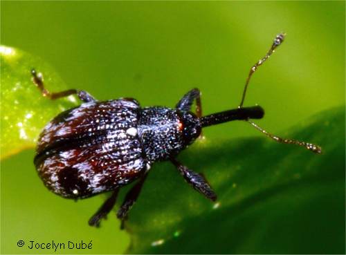 Anthonome de la fleur du fraisier, Anthonomus signatus (Curculioninae)