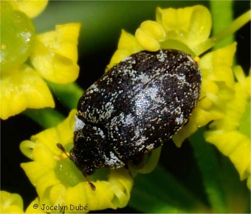 Anthr�ne, Anthrenus fuscus (Anthrenini)